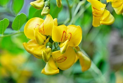 Colutea arborescens - žanovec měchýřkatý -květ - detail